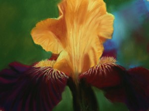 IRIS Morning