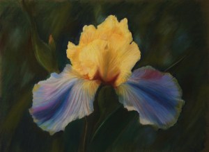 Iris Study #3