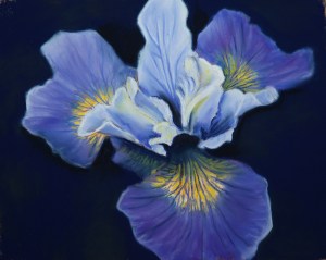 IRIS Study#1